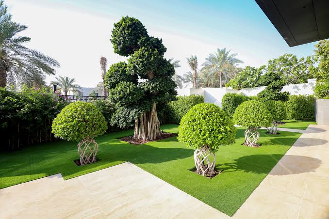 Dubai villa garden we landscaped with topiary trees and fresh lawn