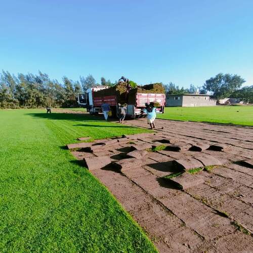 Natural grass turf being supplied and laid for a lawn — project 5